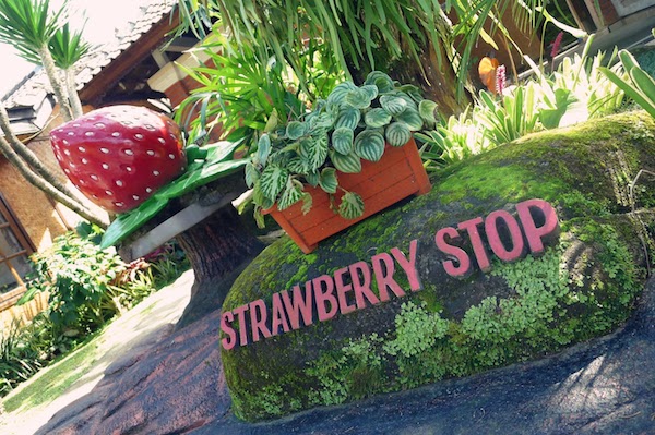 Strawberry farm bali