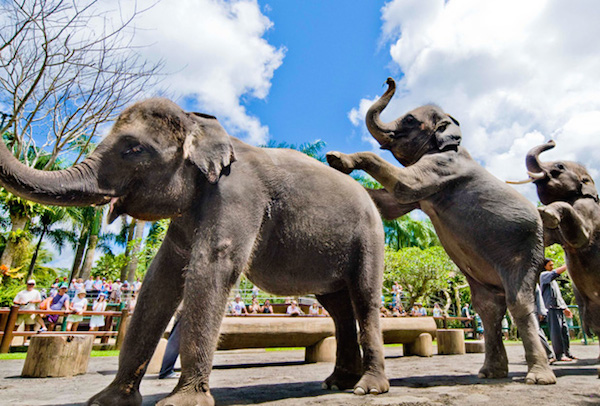 Elephants Park Taro in Ubud