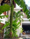 Villa rental Seminyak, Bali, #166